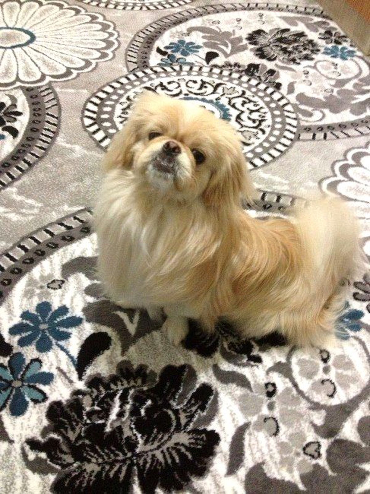 Çekirdek Çitleyen Köpek