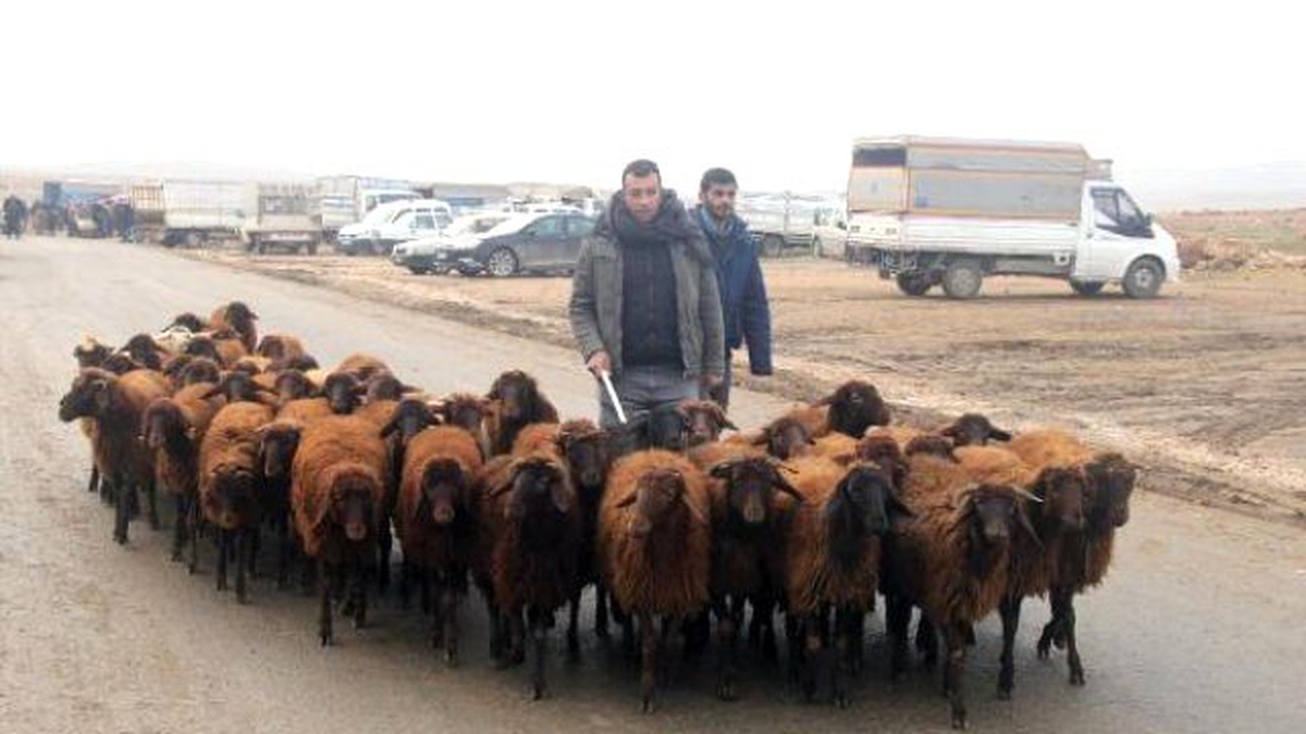 Şanlıurfa Hayvan Pazarı, Şap Hastalığı Nedeniyle Karantinaya Alındı