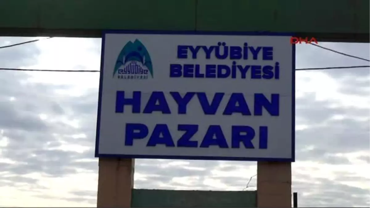 Şanlıurfa Hayvan Pazarı, Şap Hastalığı Nedeniyle Karantinaya Alındı