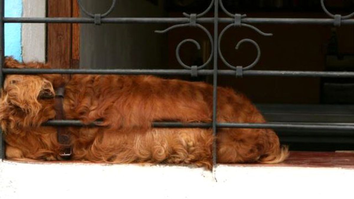 Üniversite Öğrencisinin Vahşetini Komşuları Görüntüledi