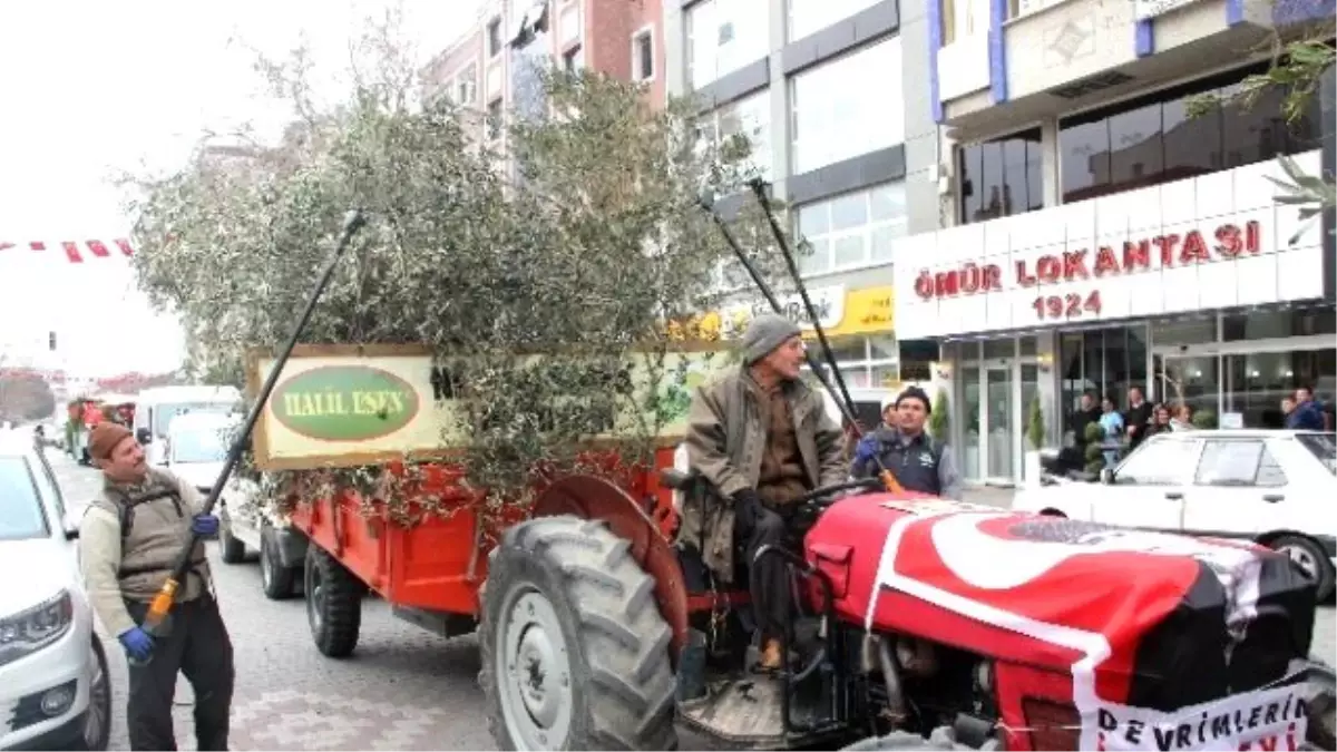 Zeytin Hasat Sonu Şenlikleri Yapıldı