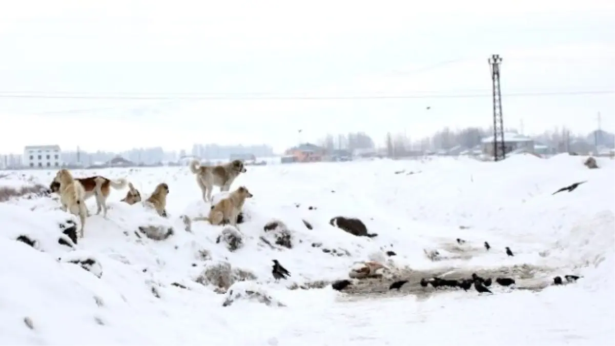 Ağrıda Sokak Hayvanları ve Kuşlar İçin Yiyecek Bırakıldı