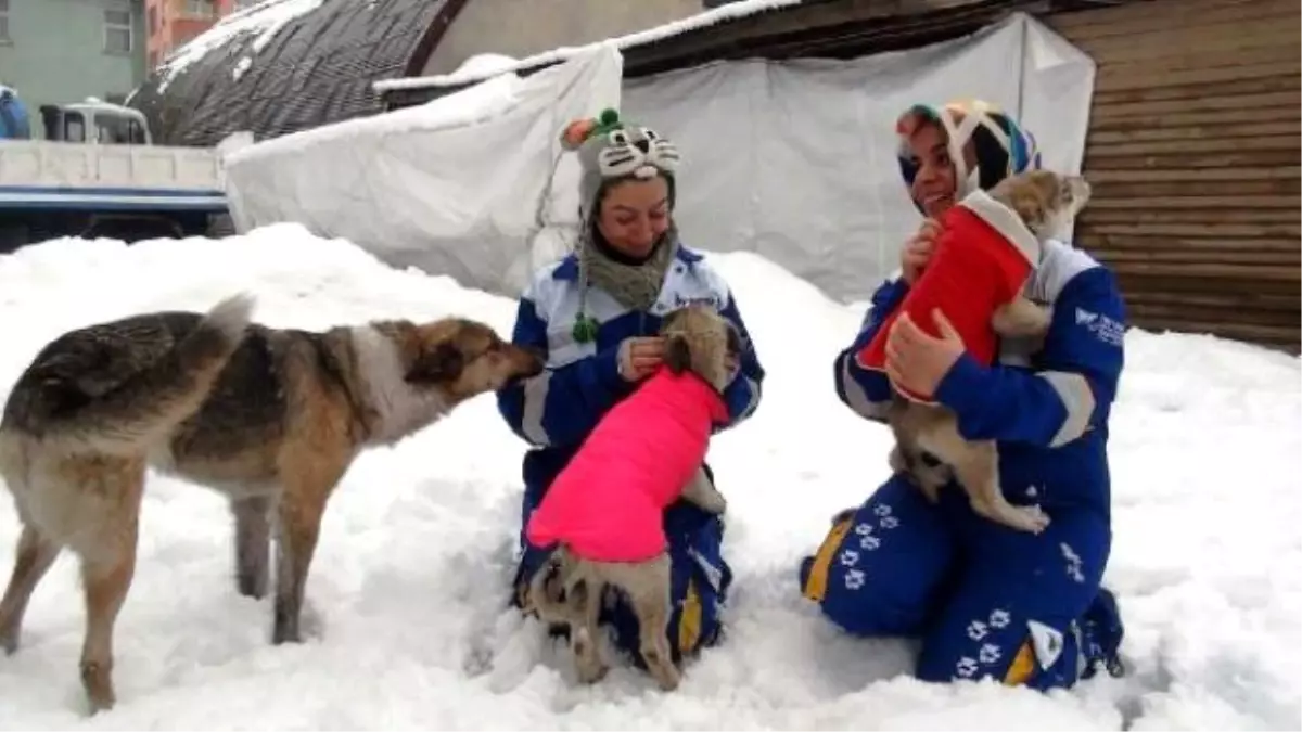 Almanya\'dan Bitlis\'teki Köpeklere Elbise