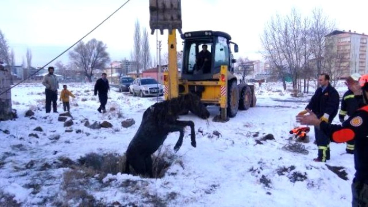 Foseptik Çukuruna Düşen Tay İş Makinesiyle Kurtarıldı