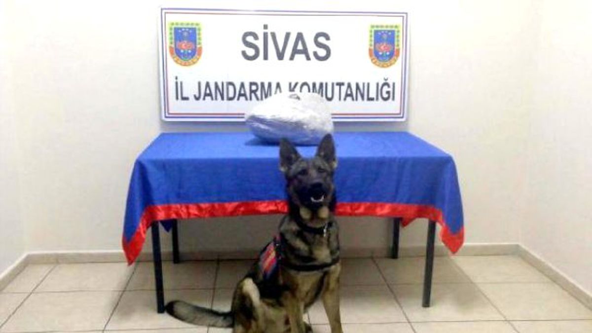 Gürün\'de Yolcu Otobüsünde Esrar Ele Geçirildi