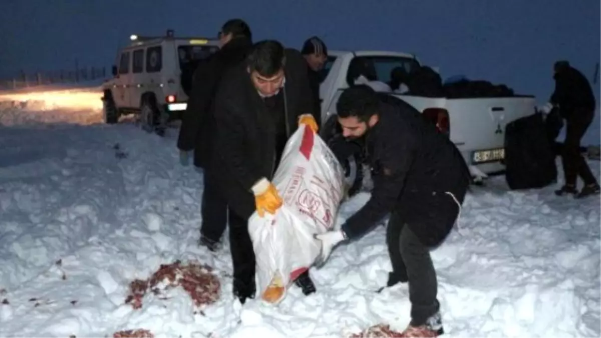 Kahramanmaraş\'ta Karagöl\'de Yaban Hayvanlarına Yem