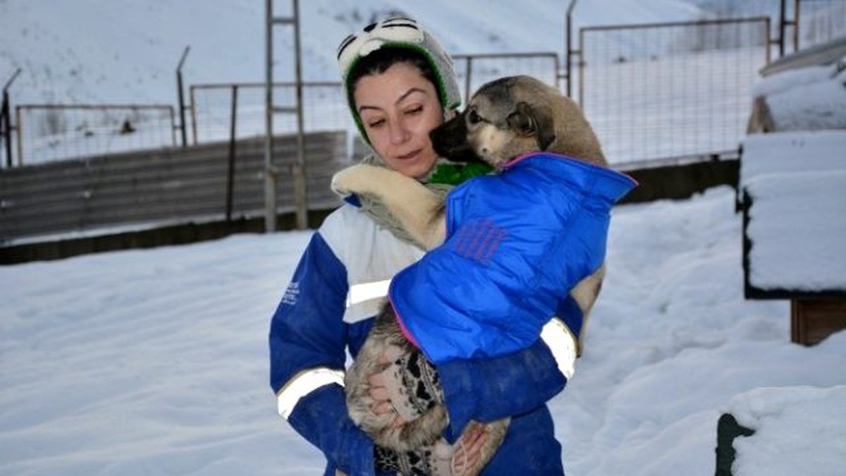 Köpekler Üşümesin Diye Elbise Giydiriyorlar