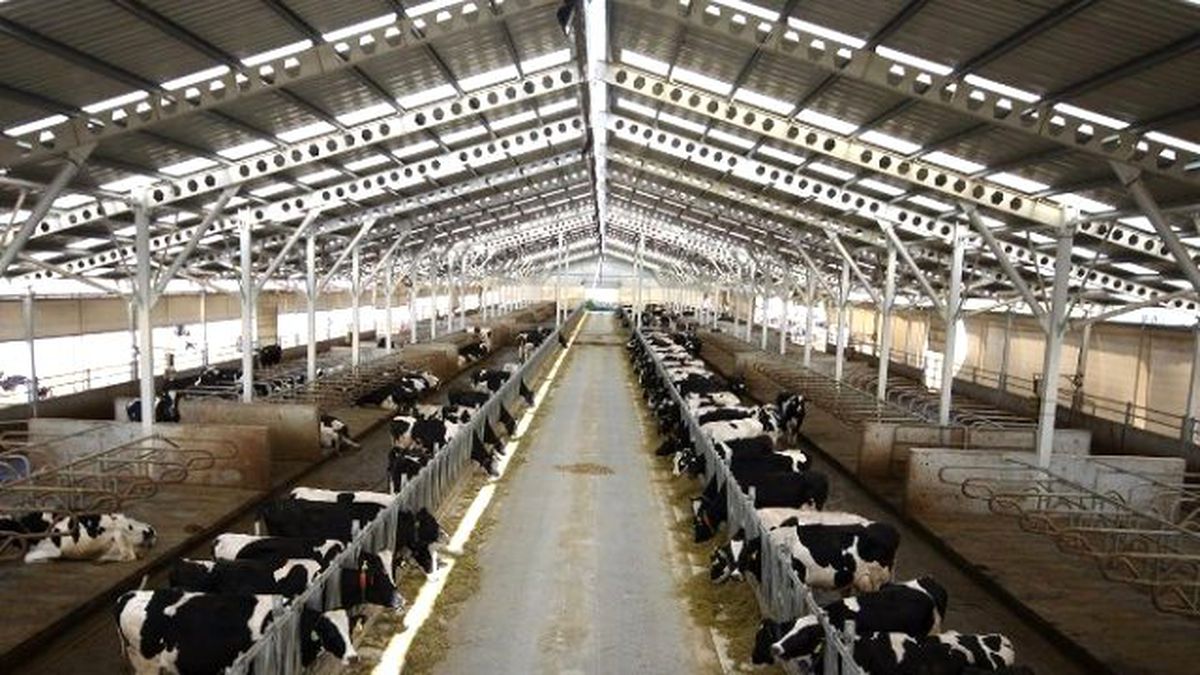 Vakfıkebir, Kastamonu\'dan Süt Almaya Başladı