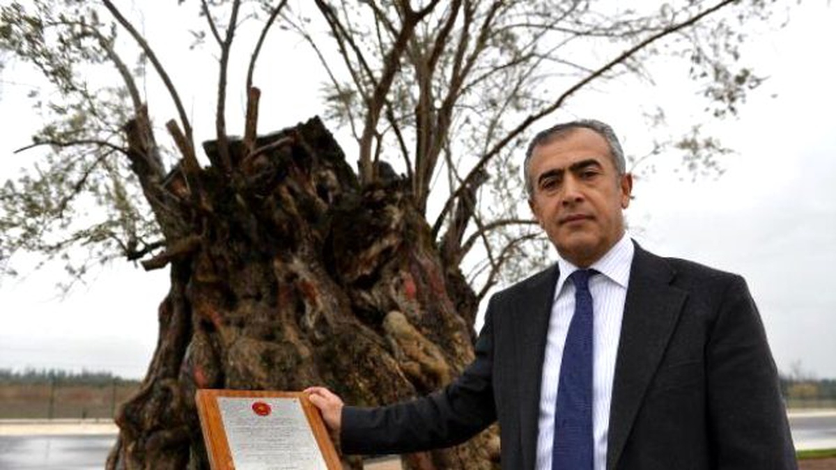 945 Yaşındaki Zeytin Ağacının 400 Kilometrelik Yolculuğu
