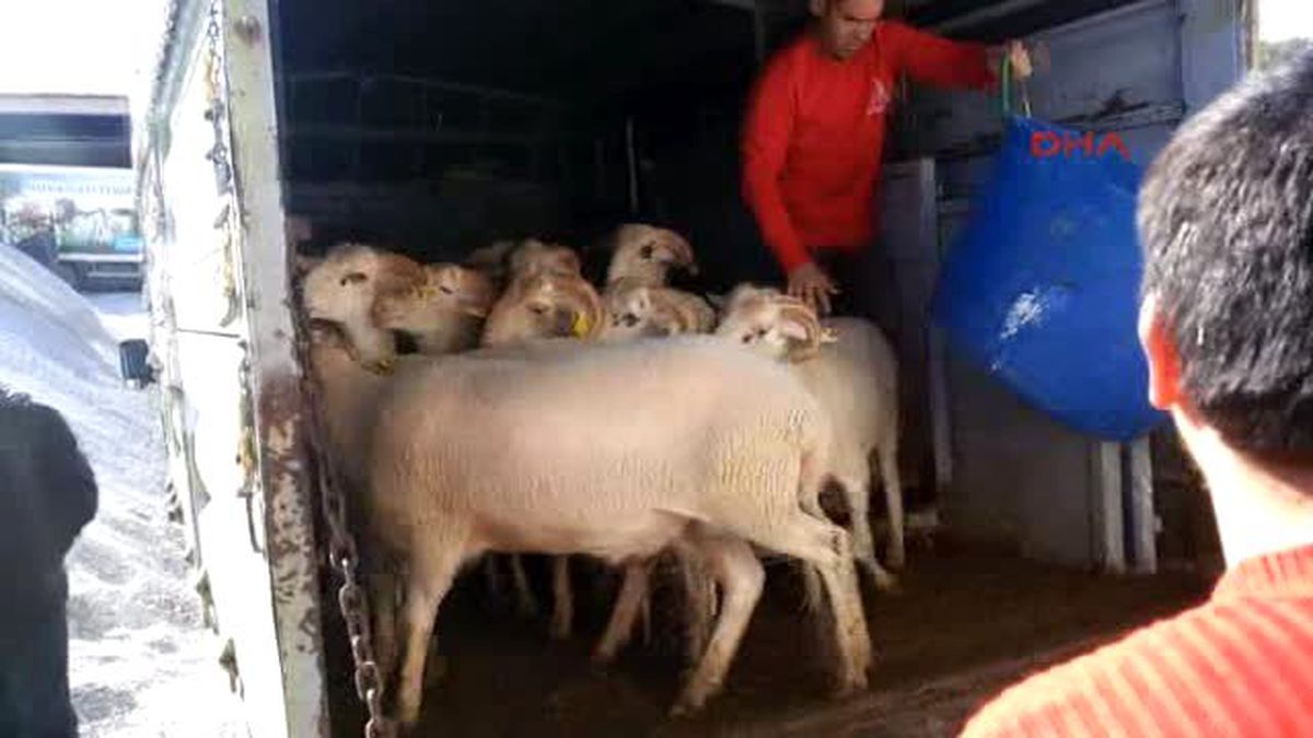 Datça O Bölgedeki Güvenlik Güçleri İçin Datça\'da Kurban Kesildi