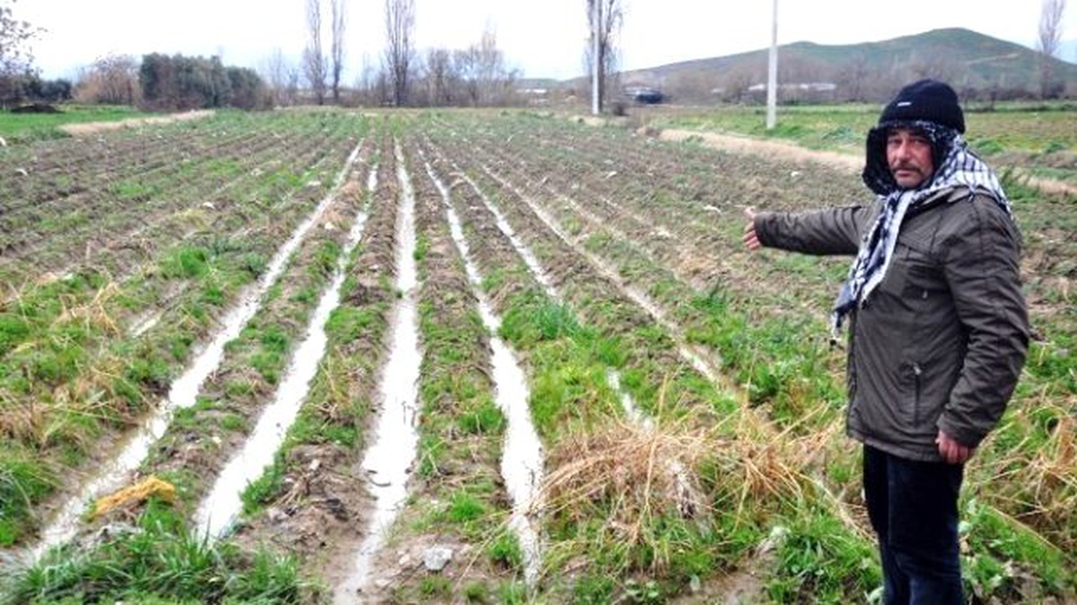 Geç Gelen Yağmur Patates Üreticisini Vurdu