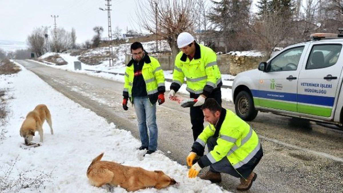 Sokak Hayvanları Unutulmadı
