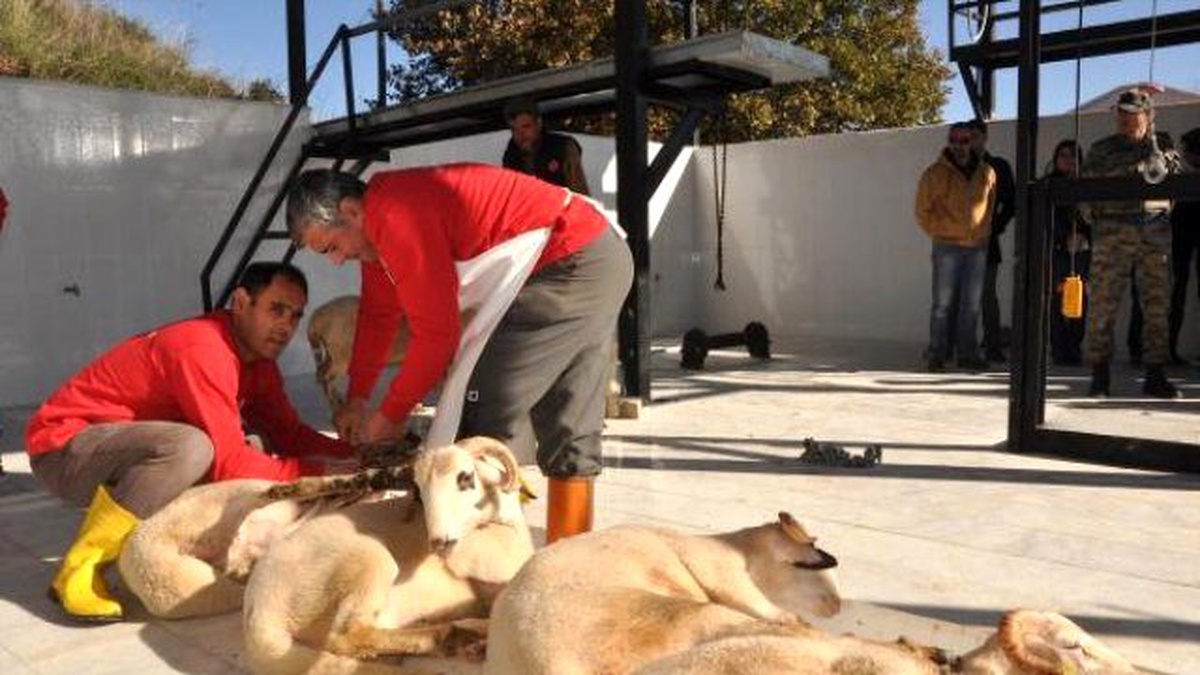 Terör Mücadelesindeki Güvenlik Güçleri İçin Datça\'da Kurban Kesildi