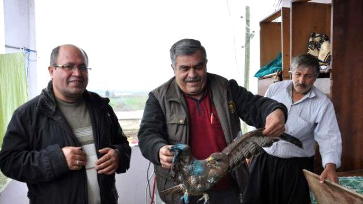 Yaralı Şahin Tedaviye Alındı
