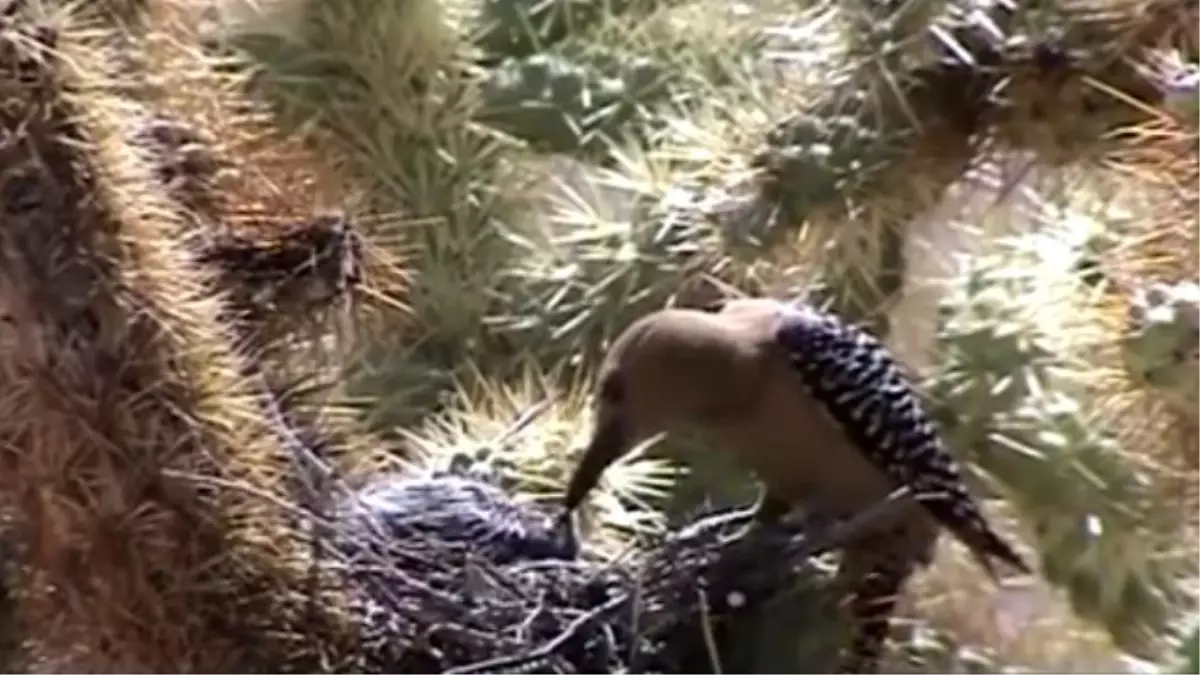 Ağaçkakan, Güvercin Yavrularının Beynini Deldi