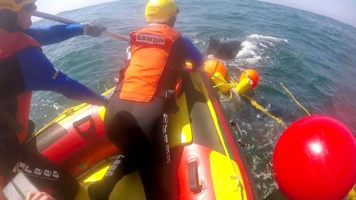 2.5 Ton Ağırlığındaki Balina, Kendini Kurtarmaya Çalışan Görevliye Kuyruğuyla Vurdu