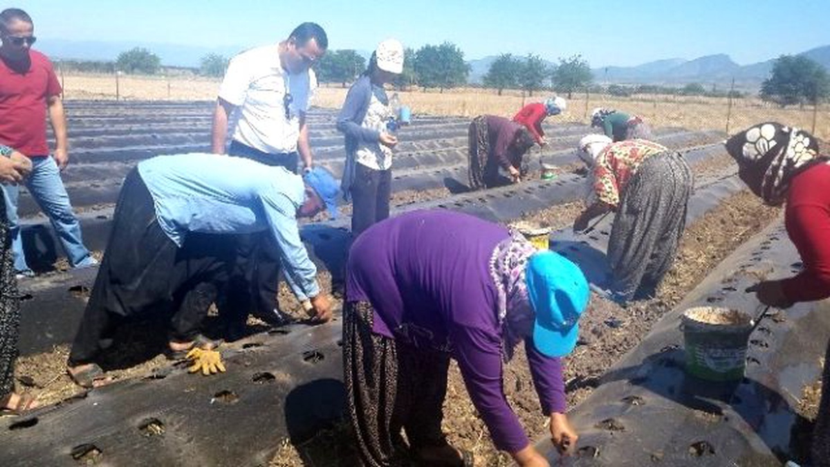 Düziçi Gıda Tarım ve Hayvancılık Müdürlüğü\'nün 2015\'teki Faaliyetleri