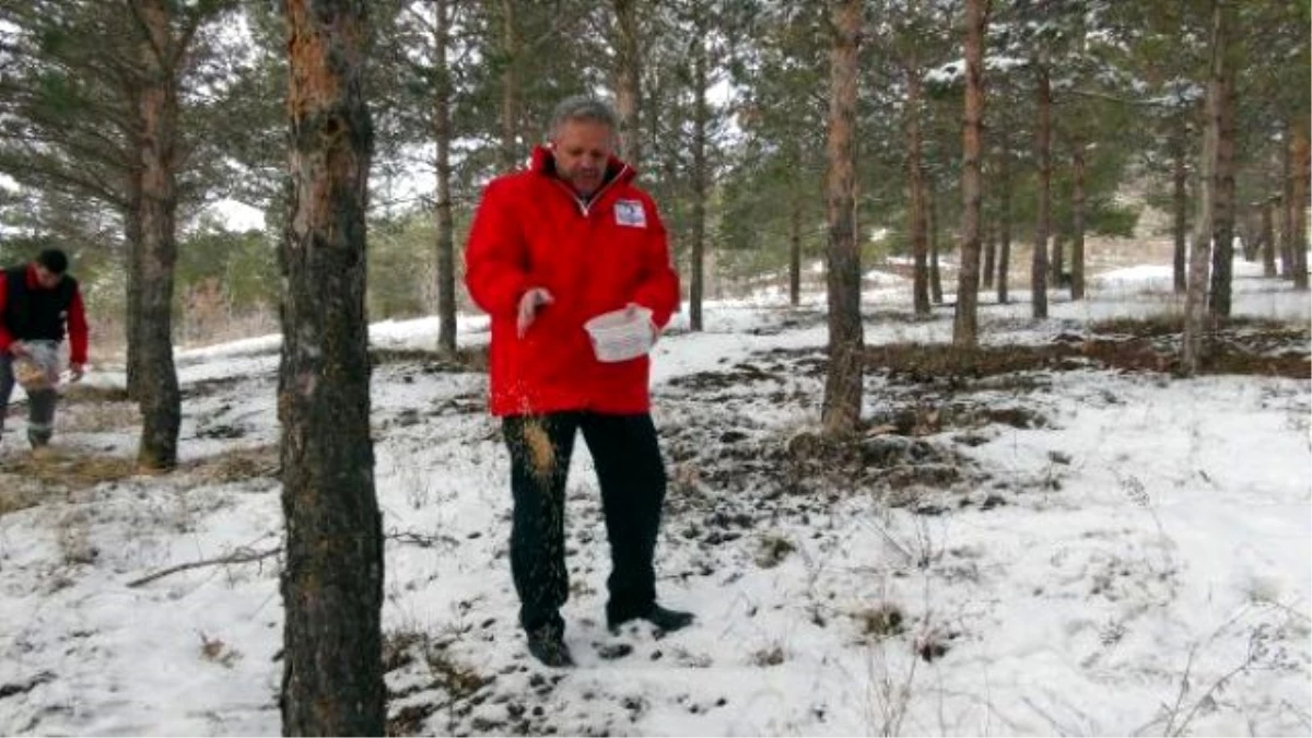 Erzincan Valisi, Hayvanlar İçin Yem Bıraktı