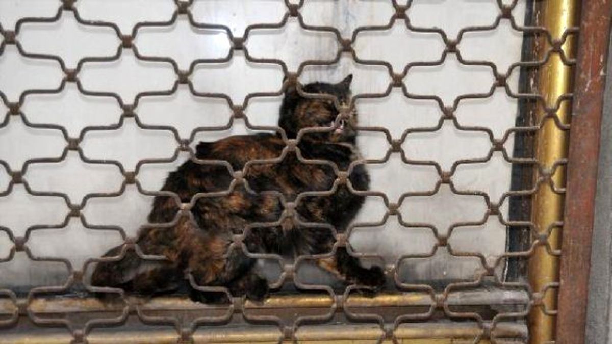 Yüksekova\'da Kedi Kurtarma Operasyonu