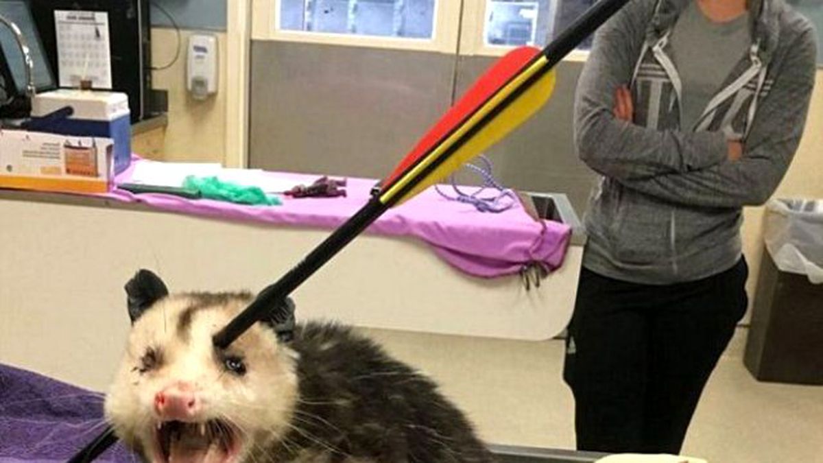 Tatar Oklarıyla Vurulan Keseli Sıçan Hayatta Kalmayı Başardı