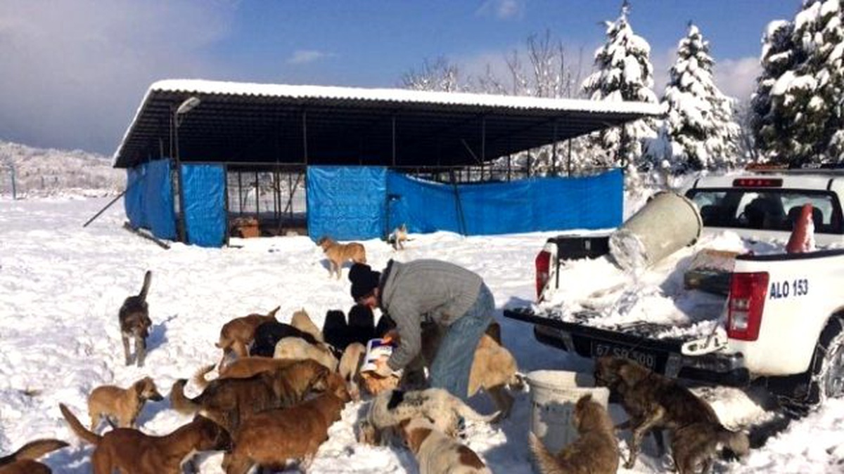 Alaplı Belediyesi Kış Ayında Köpekleri Unutmadı
