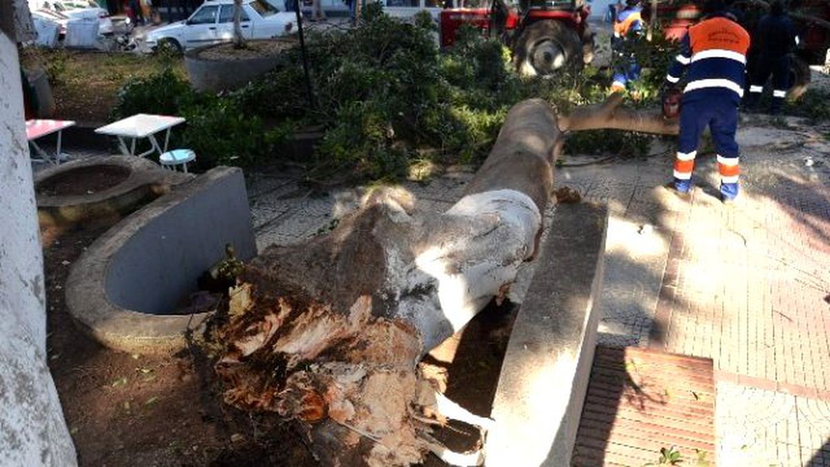 Devrilen Ağacın Altında Kalmaktan Son Anda Kurtuldu