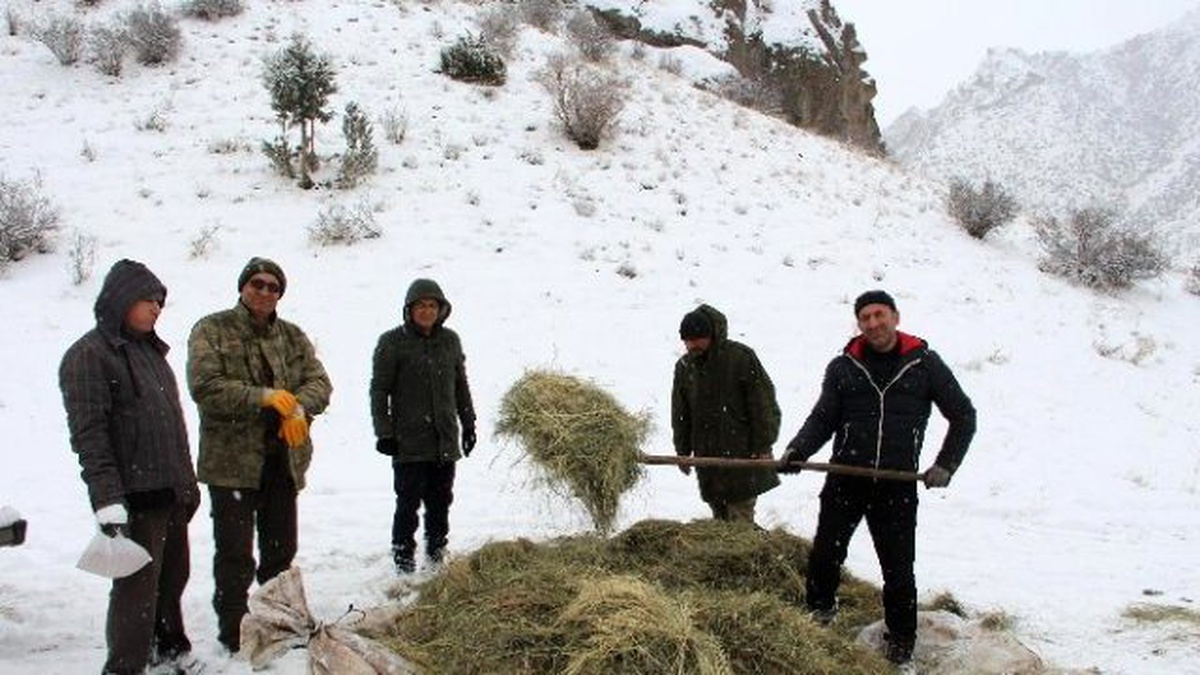 Doğaseverler Yaban Keçileri İçin Ot Bıraktı