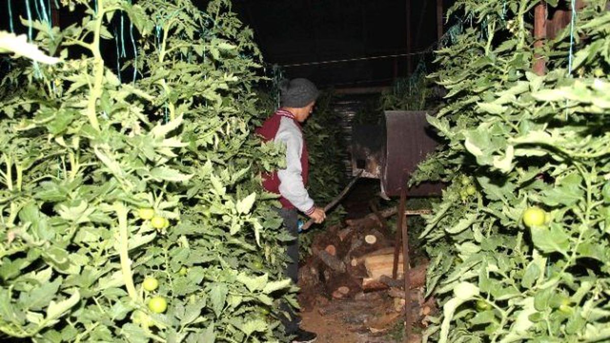 Fethiye\'de Domates Üreticisinden Don Nöbeti