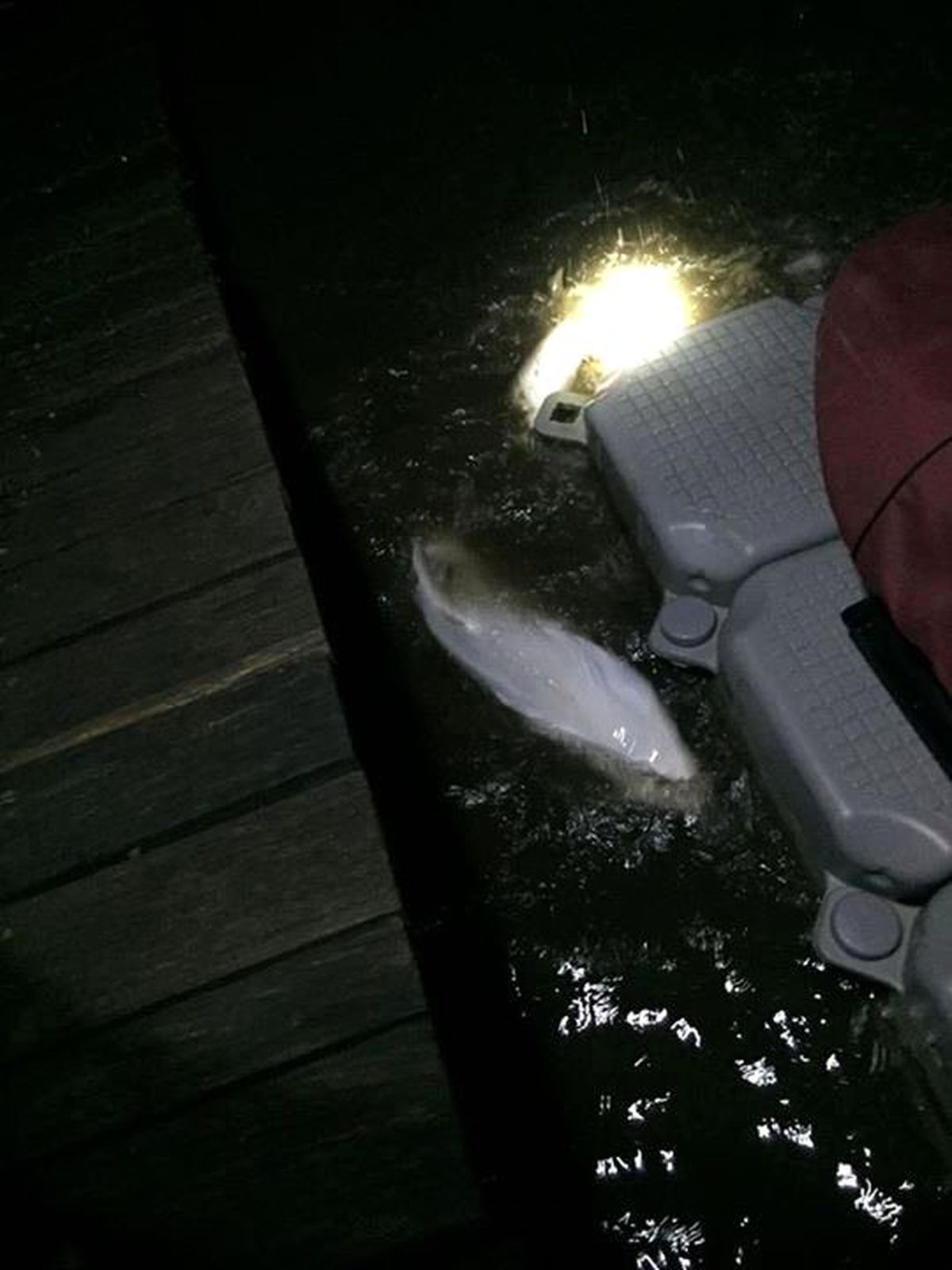 Hayalet Köpek Balığı Avustralya'da Sahile Vurdu