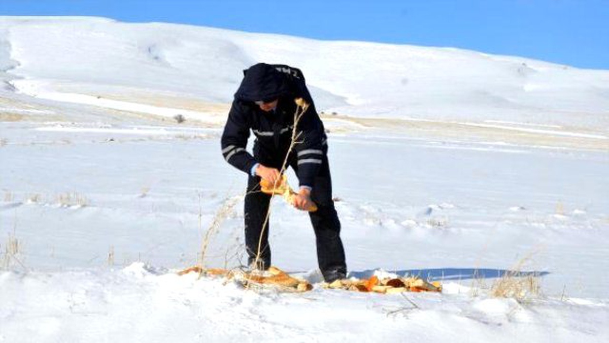 Hayvanlar İçin Doğaya Yem Bırakıldı