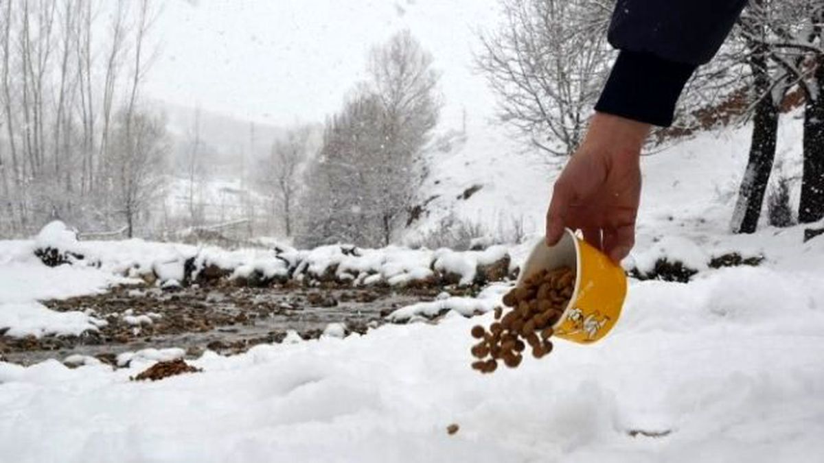 Hayvanlar İçin Doğaya Yem Bırakıldı