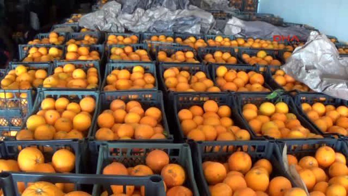 Iğdır Rusya\'ya Satamadığı Portakalları Iğdır\'a Getirdi