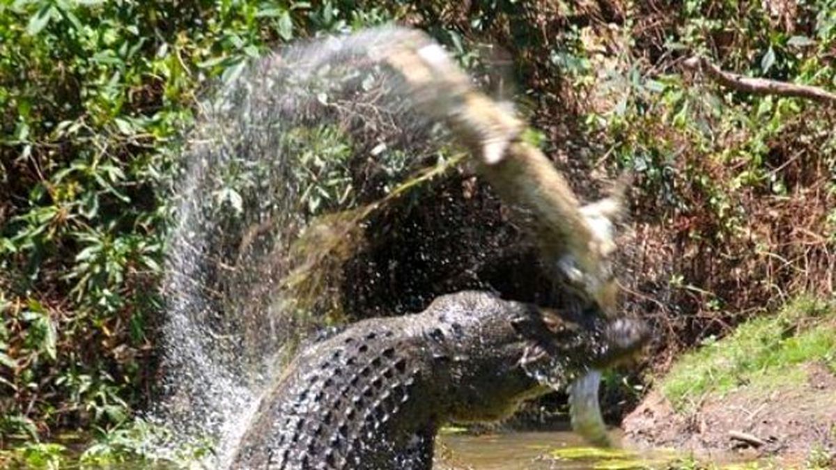 Katil Timsah! Kendi Türünü Yerken Kameralara Yakalandı