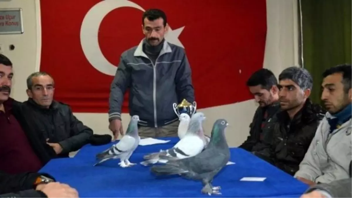 Malatya\'da Güvercin Yarışması Yapılacak