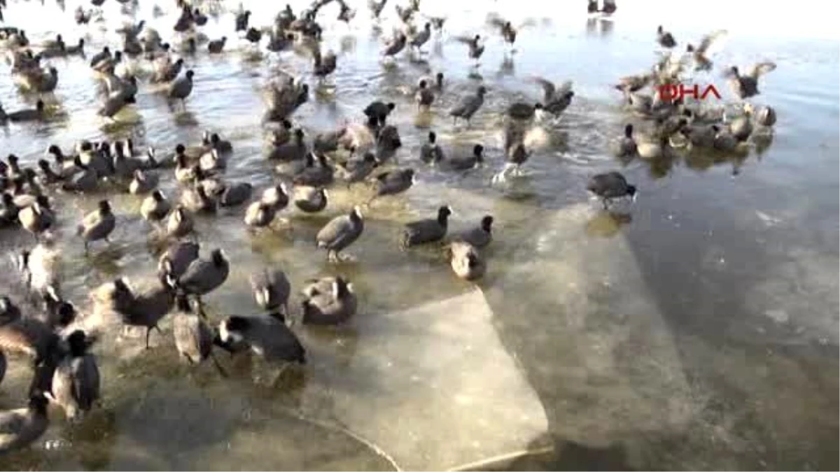 Mogan Gölü Buz Tuttu, Hayvanlar Olumsuz Etkilendi