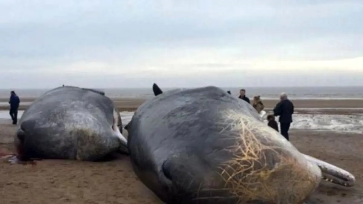 Sahilde Korkutan Manzara! Karaya Vurarak Can Verdiler