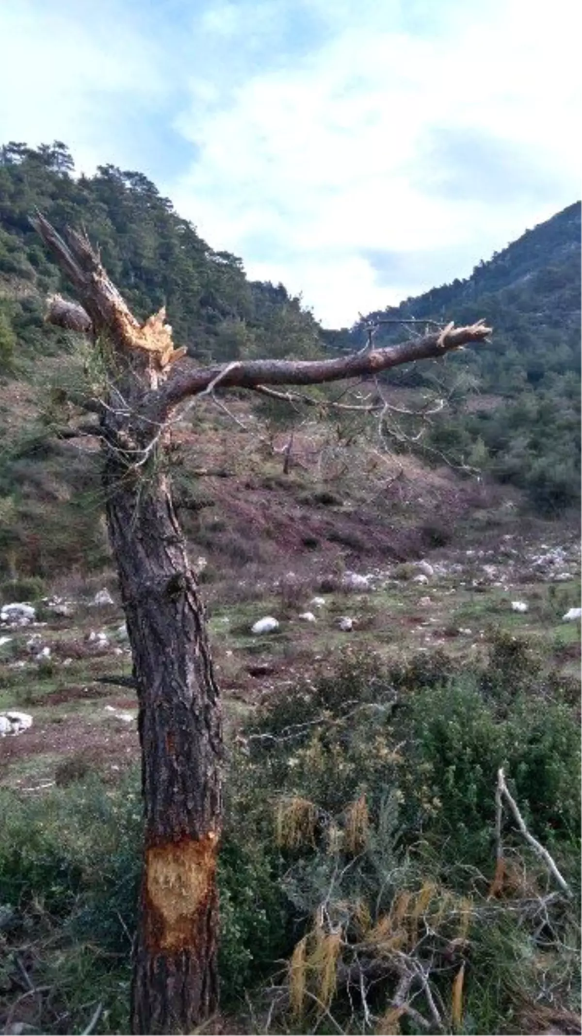 Çam Ağacı Avcıların Hedefi Oldu