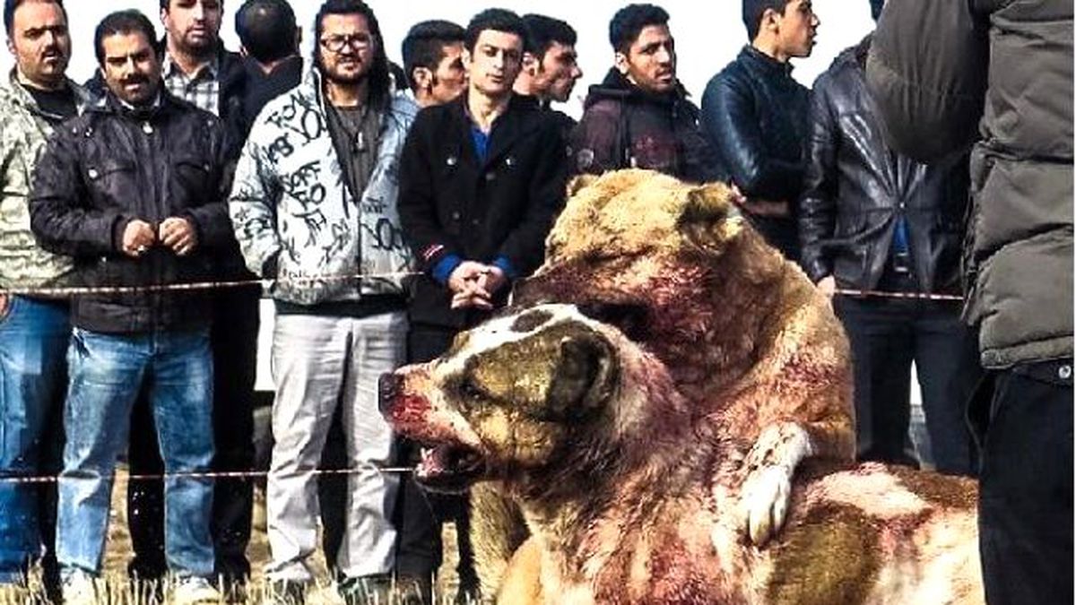 İran'daki Köpek Dövüşleri Hayvanseverleri Ayağa Kaldırdı
