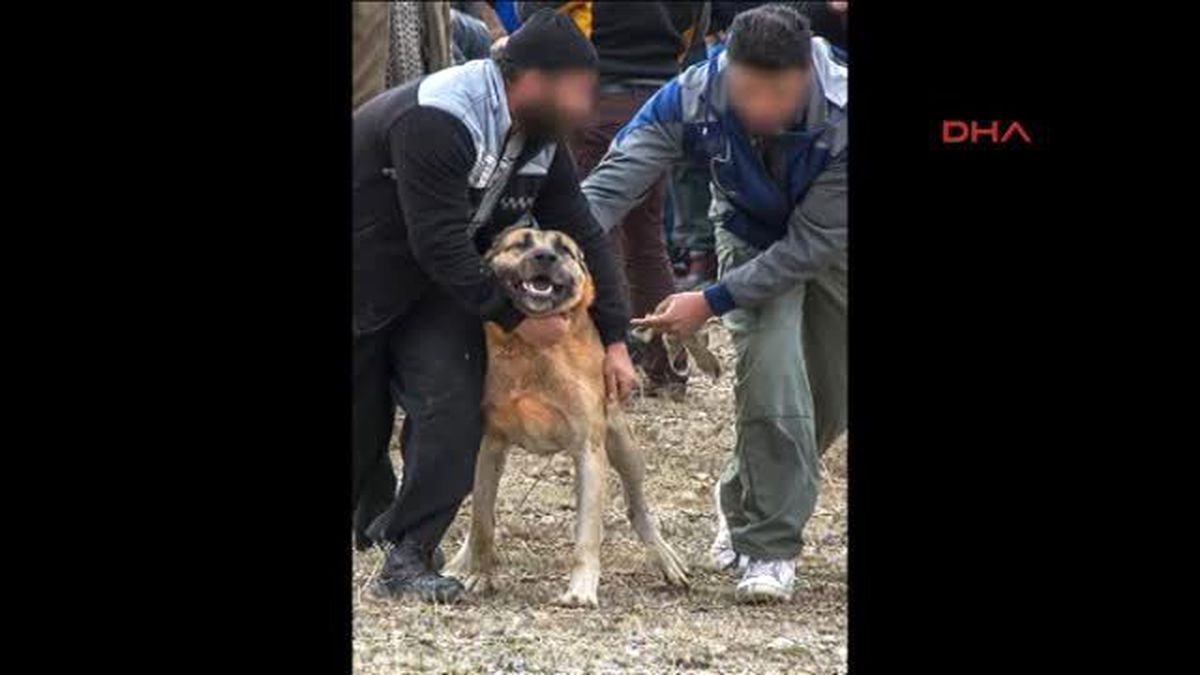 İran\'da Tepki Çeken \'Köpek Dövüşü\'