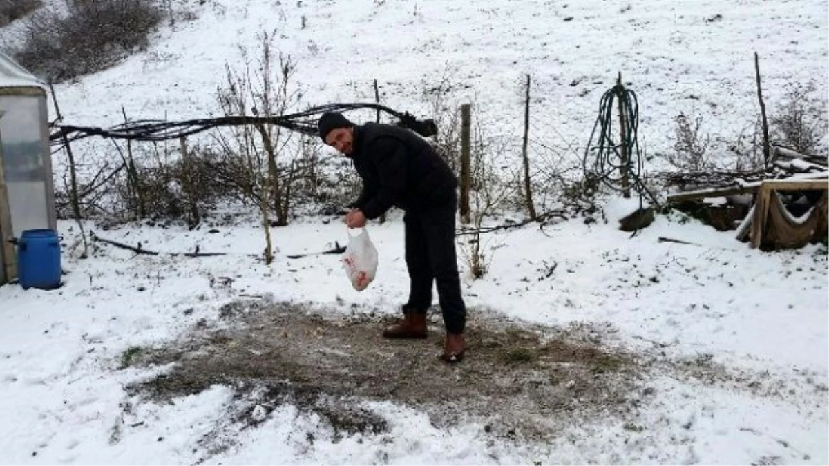 Karda Aç Kalan Kuşlara Köy İmamı Yem Bıraktı