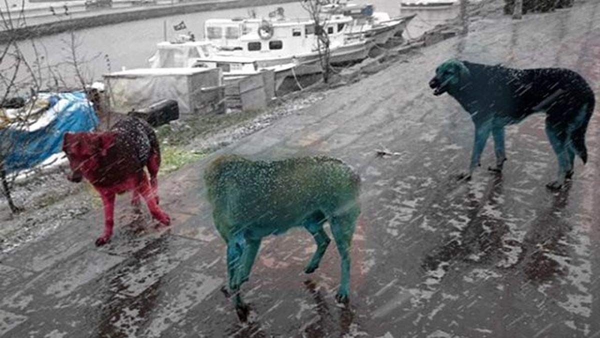 Küçükçekmece'deki Boyalı Köpeklerin Sırrı Çözüldü