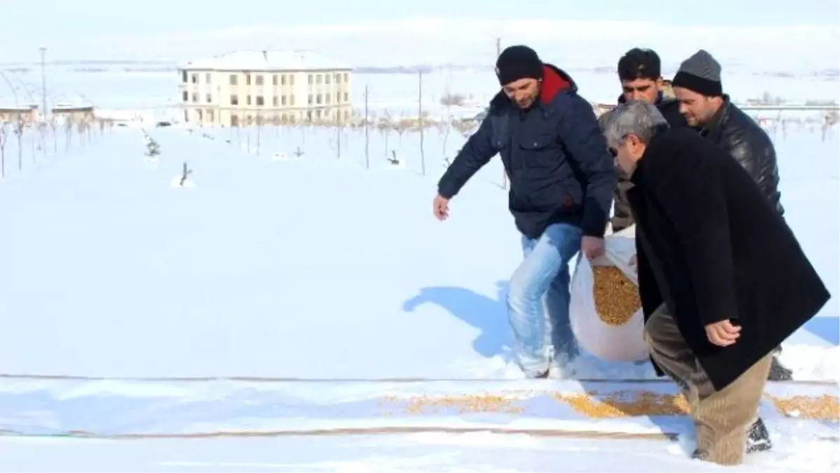 Mşü Personeli Doğaya Yem Bıraktı