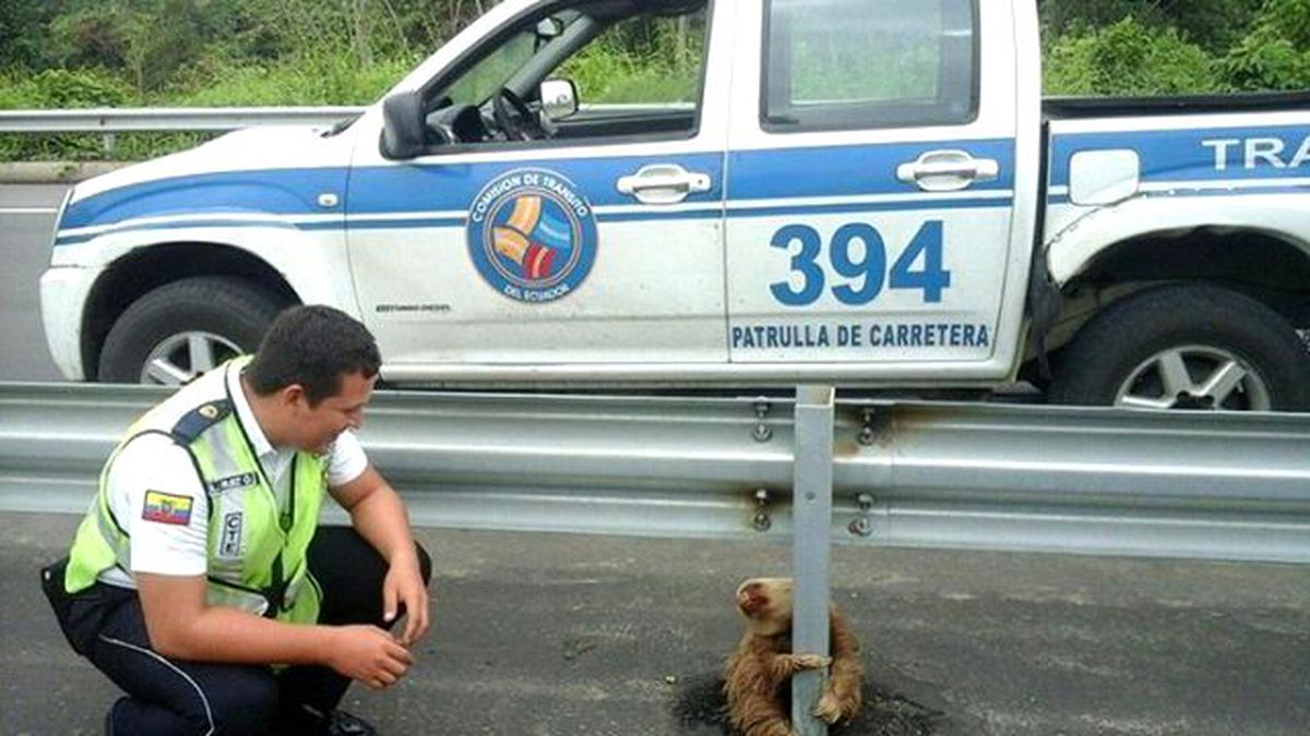 Tembel Hayvan Otoyolda Mahsur Kaldı