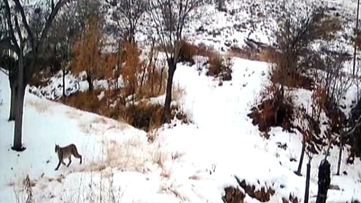 Aç Kalan Vaşaklar Köyde Tilki Avladı