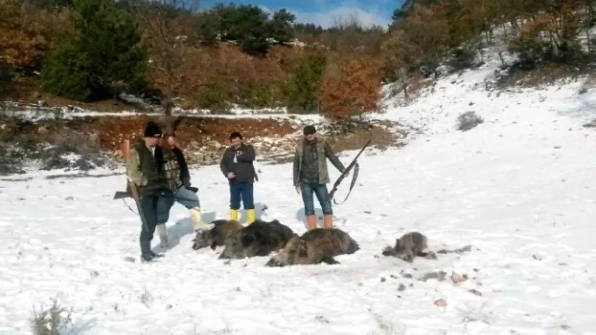 Avcılar 3 Saatte 5 Yaban Domuzu Vurdu