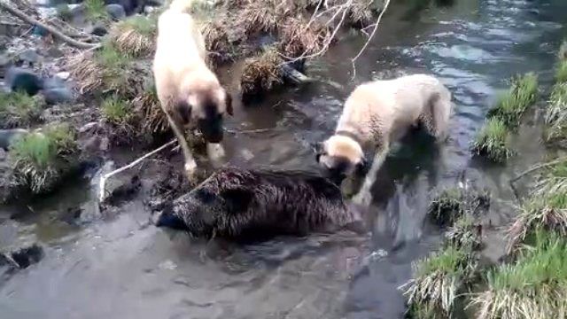 Coban Kopekleri Ile Domuzun Kavgasi Kamerada Son Dakika