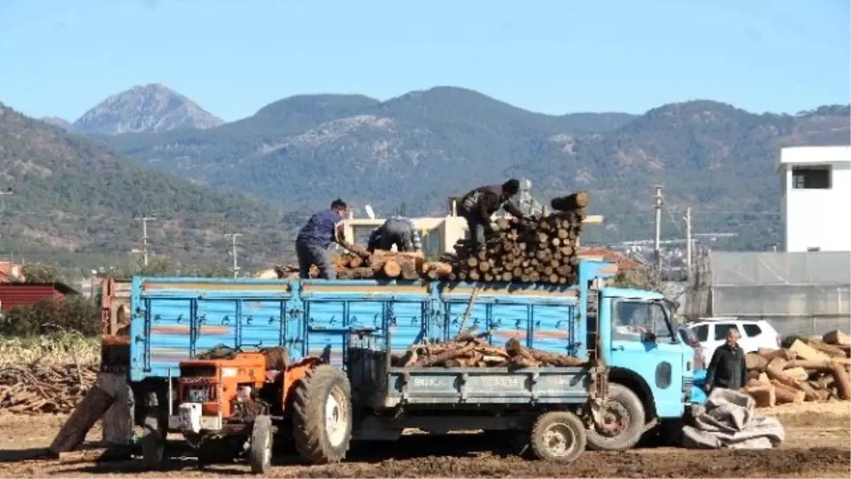 Soğuk Hava Seracıyı Yaktı