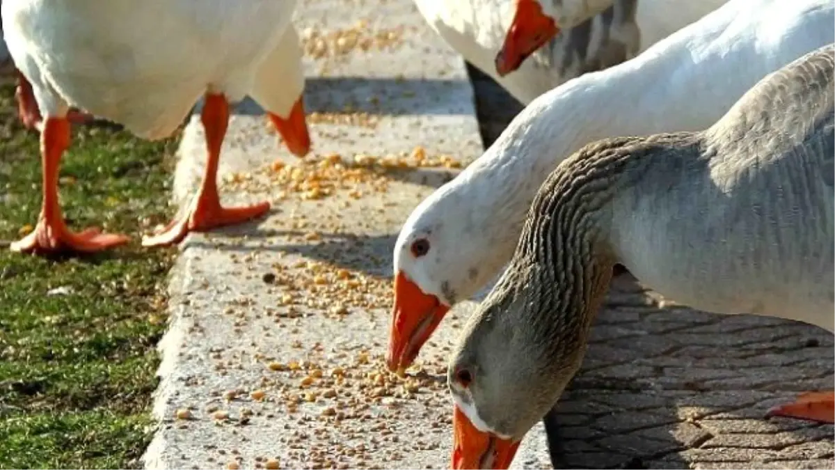 Büyükşehir Kuşları da Aç Bırakmadı