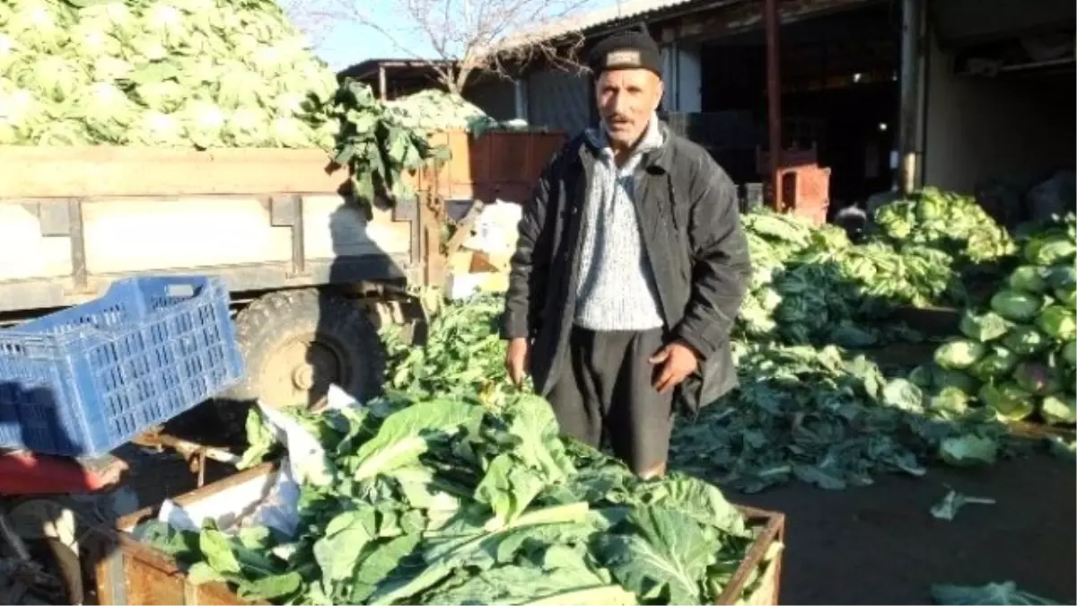 Karnabahar Üreticinin Elinde Kaldı