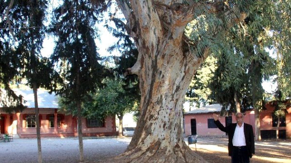 Okul Bahçesinde Asırlık Dev Ağaç